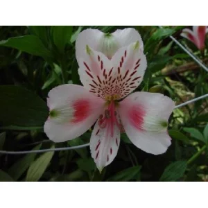 Капри Капри